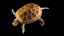 Caspian turtle (Mauremys caspica, siebenrocki) moving and swimming around frame, Arabia's Wildlife Centre. Captive.