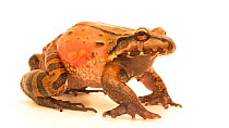 Knudsen's frog (Leptodactylus knudseni) male breathing, profile, Urku Center. Captive.