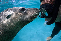 Self portrait of photographer Tony Wu underwater, face to face with friendly Australian sea lion (Neophoca cinerea), Carnac island, Western Australia. Indian Ocean.