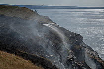 Firemen spraying water over a Gorse (Ulex sp.) fire smouldering on cliff top caused by discarded BBQ coals in extremely hot, dry summer, Glebe Cliff, Tintagel, Cornwall, UK. August, 2022.