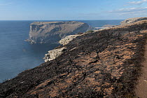 Smouldering remains of a Gorse (Ulex sp.) fire on cliff top caused by discarded BBQ coals in extremely hot, dry summer, Glebe Cliff, Tintagel, Cornwall, UK. August, 2022.