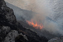 Smoke and flames from a Gorse (Ulex sp.) fire burning on cliff top caused by discarded BBQ coals in extremely hot, dry summer, Glebe Cliff, Tintagel, Cornwall, UK. August, 2022.