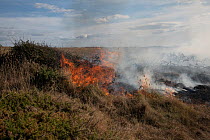 Smoke and flames from a Gorse (Ulex sp.) fire burning on cliff top caused by discarded BBQ coals in extremely hot, dry summer, Glebe Cliff, Tintagel, Cornwall, UK. August, 2022.