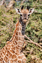 Giraffe (Giraffa camelopardalis angolensis) calf, aged 6 weeks, with Yellow-billed oxpecker (Buphagus africanus) perched on its neck feeding on parasites, Okavango Delta, Botswana, Africa.