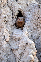Dwarf mongoose (Helogale parvula) peering out from its burrow in termite mound, Okavango Delta, Botswana, Africa.