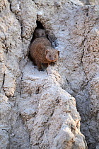 Two Dwarf mongoose (Helogale parvula) peering out from their burrow in termite mound, Okavango Delta, Botswana, Africa.