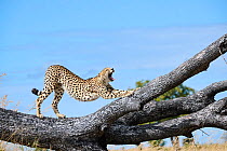 Male Cheetah (Acinonyx jubatus) stretching and yawning on a fallen tree trunk, Okavango Delta, Botswana, Africa.