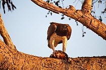 Martial eagle (Polemaetus bellicosus) perched on branch clutching its prey, a White-faced whistling duck (Dendrocygna viduata), Okavango Delta, Botswana, Africa.