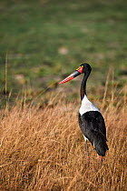Saddle-billed stork (Ephippiorhynchus senegalensis) standing in long grass, Okavango Delta, Botswana, Africa