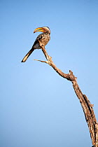 Southern yellow-billed hornbill (Tockus leucomelas) perched on branch, Okavango Delta, Botswana, Africa.