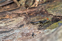 Crown wasp (Stephanidae) on tree bark in  rainforest, showing ovipositor, Panguana Reserve, Huanuca province, Amazon basin, Peru.