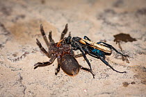 Tarantula hawk wasp (Pepsis sp) (Pompilidae) attacking a Tarantula (Theraphosidae), the spider is then paralysed and parasitised by the wasp's eggs, Peru.