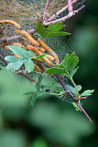 Social pear sawfly (Neurotoma saltuum) (Pamphiliidae) larvae feeding within silk tent on Hawthorn leaves (Crataegus monogyna) in woodland, near Trowbridge, Wiltshire, UK, June.
