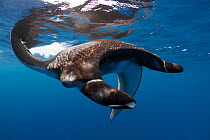 Oceanic manta ray (Mobula birostris) swimming along the ocean surface, Sri Lanka, Indian Ocean.