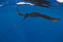 Oceanic manta ray (Mobula birostris) swimming along the ocean surface skimming for food, Sri Lanka, Indian Ocean.