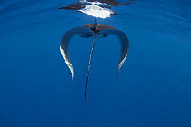 Oceanic manta ray (Mobula birostris) swimming along the ocean surface skimming for food, with both wings in the down position, Sri Lanka, Indian Ocean.