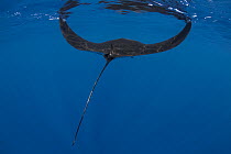 Oceanic manta ray (Mobula birostris) swimming along the ocean surface skimming for food, with both wings in the up position, Sri Lanka, Indian Ocean.
