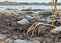 Jack snipe (Lymnocryptes minimus) resting among seaweed on rocky shoreline, Parainen Uto, Finland. September.