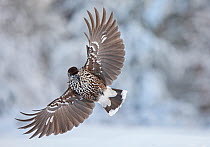 Nutcracker (Nucifraga caryocatactes) in flight with wings spread, Sipoo, Finland. January.