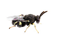 Chalcid wasp (Brachymeria sp), Brackenridge Field Laboratory, Texas, USA.  (Chalcididae).