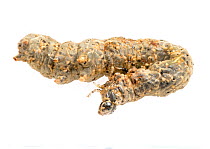 Chalcid wasp (Encyrtidae sp) larva, Conecuh national forest, Alabama, USA.  (Chalcidoidea).
