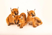 Three Caracal (Caracal caracal) kittens, aged 4 weeks, side by side, portrait, Nashville Zoo. Captive.
