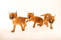 Three Caracal (Caracal caracal) kittens, aged 4 weeks, walking, portrait, Nashville Zoo. Captive.
