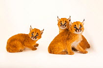 Three Caracal (Caracal caracal) kittens, aged 4 weeks, portrait, Nashville Zoo. Captive.