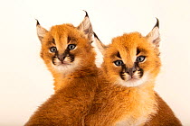 Two Caracal (Caracal caracal) kittens, aged 4 weeks, portrait, Nashville Zoo. Captive.