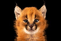 Caracal kitten (Caracal caracal), aged 4 weeks, head portrait, Nashville Zoo. Captive.