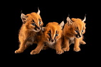 Three Caracal (Caracal caracal) kittens, aged 4 weeks, sitting side by side, portrait, Nashville Zoo. Captive.