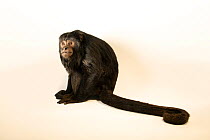 Black howler monkey (Alouatta caraya) male, sitting, portrait, John Ball Zoo. Captive, occurs in South America.