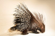 Cape porcupine (Hystrix africaeaustralis) portrait, John Ball Zoo. Captive, occurs in Southern Africa.