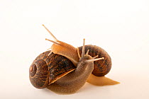 Two Brown garden snails (Helix aspersa) entwined, portrait, Zoo Idaho.