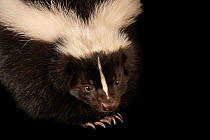 Striped skunk (Mephitis mephitis hudsonica), aged 1 year, head and shoulders portrait, Zoo Idaho. Captive, occurs in North America.