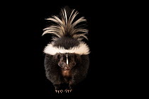 Striped skunk (Mephitis mephitis hudsonica), aged 1 year, portrait, Zoo Idaho. Captive, occurs in North America.
