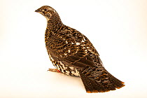 Canada spruce grouse (Falcipennis canadensis canace) female, portrait, Grouse Park Waterfowl. Captive, occurs in North America.