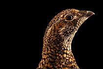 Canada spruce grouse (Falcipennis canadensis canace) female, head portrait, Grouse Park Waterfowl. Captive, occurs in North America.