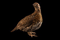 Canada spruce grouse (Falcipennis canadensis canace) female, portrait, Grouse Park Waterfowl. Captive, occurs in North America.