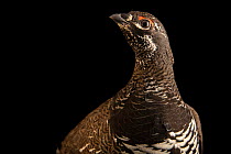 Canada spruce grouse (Falcipennis canadensis canace) male, portrait, Grouse Park Waterfowl. Captive, occurs in North America.