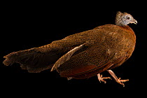 Malayan great argus pheasant (Argusianus argus) female, portrait, Redmon Aviaries. Captive, occurs in Southeast Asia. Vulnerable.