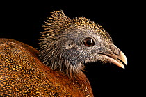 Malayan great argus pheasant (Argusianus argus) female, head portrait, Redmon Aviaries. Captive, occurs in Southeast Asia. Vulnerable.