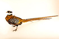 Reeve's pheasant (Syrmaticus reevesii) male, portrait, Redmon Aviaries. Captive. Vulnerable.