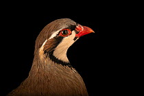 Chukar partridge (Alectoris chukar) head portrait, Redmon Aviaries. Captive.