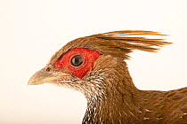 Lineated kalij pheasant (Lophura leucomelanos lineata) female, head portrait, Redmon Aviaries. Captive, occurs in Southern Asia.