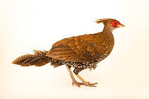 Lineated kalij pheasant (Lophura leucomelanos lineata) female, portrait, Redmon Aviaries. Captive, occurs in Southern Asia.