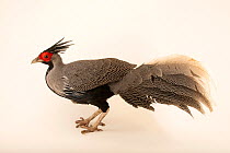 Lineated kalij pheasant (Lophura leucomelanos lineata) male, portrait, Redmon Aviaries. Captive, occurs in Southern Asia.