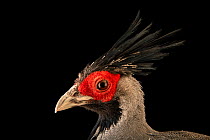 Lineated kalij pheasant (Lophura leucomelanos lineata) male, head portrait, Redmon Aviaries. Captive, occurs in Southern Asia.