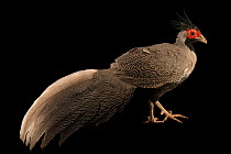 Lineated kalij pheasant (Lophura leucomelanos lineata) male, portrait, Redmon Aviaries. Captive, occurs in Southern Asia.
