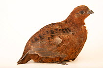 Tennessee red quail (Colinus virginianus), a color mutation of the Bobwhite quail, portrait, Redmon Aviaries. Captive.